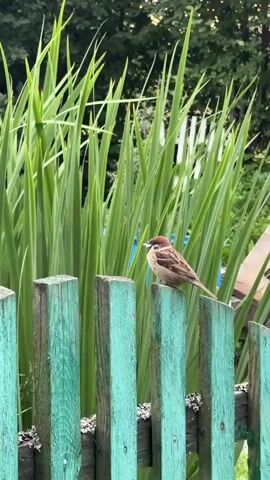 A close-up shot captures a small brown and white sparrow perched on a weathered, teal-colored wooden fence post. The bird faces right, its beak holding a small white object, possibly food. Behind the bird and fence, tall, vibrant green grass or reeds form a lush backdrop. The fence posts are slightly out of focus, with peeling paint evident. The background shows a blurred white structure, potentially a picket fence or part of a building, and hints of blue in the far distance. The lighting suggests an outdoor, daytime setting, likely in a garden or natural environment. The video is static, with no discernible movement from the bird or its surroundings.