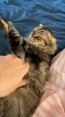 Tabby cat photographed during morning petting session in Belarus