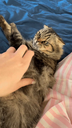 Tabby cat photographed during morning petting session in Belarus