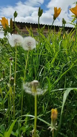 The video captures a low-angle view of dandelions and yellow flowers amidst tall green grass. The sky above is partly cloudy. In the background, a house with a dark roof is visible. One dandelion in the foreground is partially blown, with its seeds scattered. The scene appears to be outdoors on a sunny day.