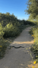 LA hiking trail activities include snake sighting, miniature Oscar