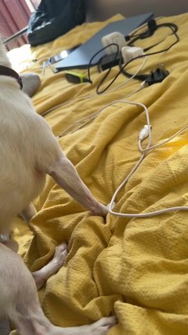 A small, white-furred dog is seen from the rear, sitting or lying on a vibrant yellow textured blanket. The dog is partially visible, showing its back, one front leg, and parts of its hind legs. It wears a dark-colored collar. The setting appears to be an indoor space, likely a bedroom or living area, with a bed or couch covered by the blanket.

In the background, a cluster of electronic items is scattered on the blanket. These include a black laptop, several black and white charging cables, and various power adapters or plugs, including a distinct UK-style three-pin plug. A grey sock is also visible near the dog's side. Bright daylight streams in from a window or opening in the upper left background, illuminating the scene. The dog remains still throughout the short clip. No text is visible. The scene conveys a casual, relaxed atmosphere, typical of a pet resting indoors during the day.
