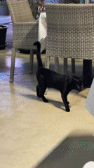 Seaside dining in Budva with a cat on patrol