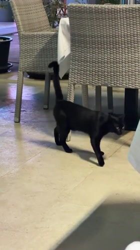 Seaside dining in Budva with a cat on patrol