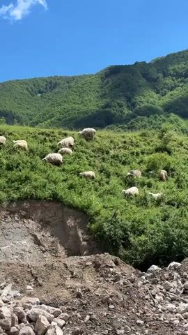 A flock of sheep graze on a grassy, mountainous slope under a clear blue sky with a few white clouds. In the foreground, a rocky, eroded cliff face is visible. The sheep are scattered across the hillside, some standing, some lying down. The vegetation is lush and green, with trees dotting the background. The scene appears peaceful and idyllic.