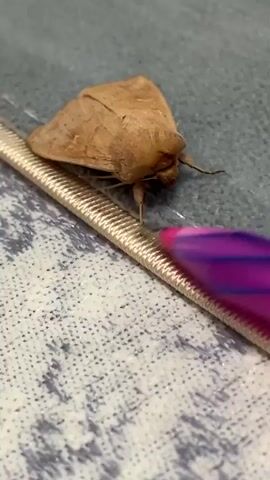 The video shows a close-up of a light brown moth resting on a textured gray surface. A pink and purple striped pen is positioned next to the moth, with its tip very close to the insect. The moth appears to be stationary, and the pen is also still. The lighting is moderate, highlighting the textures of the moth's wings and the pen's surface.