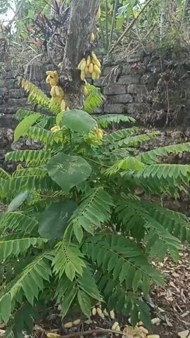 A video captures a close-up view of a tree bearing numerous clusters of yellow, oblong fruits. The fruits hang in bunches from the branches of the tree. The tree itself has a rough, gray bark. Surrounding the tree are lush green leaves and foliage, with some larger, heart-shaped leaves visible in the foreground. In the background, a stone wall constructed from irregularly shaped rocks can be seen. The overall environment appears to be outdoors, possibly in a garden or natural setting. The video is static, with no apparent movement of the camera or the subjects within the frame.