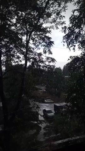 This video captures a rainy day in Zhirnovsk, Russia, looking out through trees onto a street. The scene is dominated by the dark silhouettes of trees framing the view, with numerous raindrops visible against a bright, overcast sky. The rain is heavy, creating puddles on the asphalt and reflecting the faint light. Two vehicles, a white car and a darker van or SUV, are parked on the street, their forms softened by the downpour. The overall atmosphere is one of a typical summer rain shower, with the natural elements of weather and foliage taking center stage. There is no visible text in the media file.