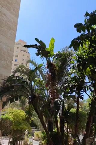 A low-angle shot captures a clear blue sky above a lush green tropical garden. In the foreground, various trees and plants dominate the scene, including palm trees with large fronds and broader-leafed trees. To the left, the corner of a light-colored building with horizontal lines is visible, extending upwards. Further in the background, a tall, multi-story building with windows is partially visible through the foliage. The sunlight creates strong shadows and highlights, indicating a bright day. There are no people or animals visible in the frame.