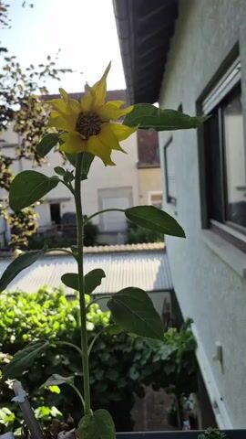 A single sunflower is shown in a garden setting, its yellow petals and brown center clearly visible. The sunflower is tall and has large green leaves. The background consists of buildings, trees, and a rooftop, suggesting an outdoor environment. The video appears to be a close-up shot of the sunflower.