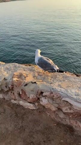 A seagull is standing on a rocky ledge near the ocean. The bird then takes flight and flies over the water, heading towards a city in the distance. The sun is setting, casting a warm glow over the scene. The video is shot from a static, eye-level perspective.