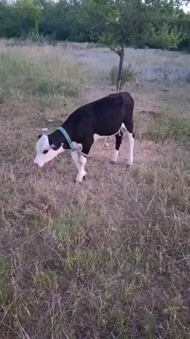 A black and white calf stands in a grassy field. The calf is wearing a blue collar and has a rope attached to it that leads to a small tree behind the calf. The calf is looking towards the camera. The background consists of trees and more grassy fields.