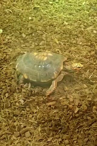 The video shows a close-up, slightly shaky shot of a small turtle walking across a surface covered with brown, textured material, resembling wood chips or mulch. The turtle has a dark shell with yellow markings and visible legs and head. The lighting appears to be artificial, casting a yellowish glow on the scene, especially in the upper portion of the frame. The turtle is moving from left to right across the frame.