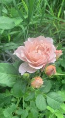 Dewy morning garden tour, flowers and small life up close