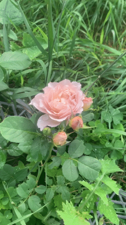 Dewy morning garden tour, flowers and small life up close