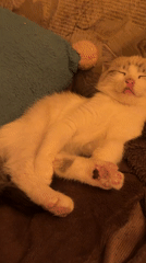 Kittens napping and grooming together on a brown blanket