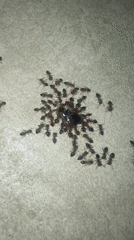 Ants cluster around sticky substance on surface