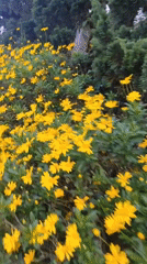 Spring scenes captured at Lang Biang tourist area in Vietnam
