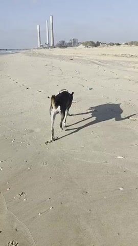 The video shows a dog walking on a sandy beach. The dog is medium-sized with a grey and black coat, wearing a harness. The dog is walking away from the camera initially, then turns to face the camera. Its tail is wagging. The beach is mostly flat and sandy with some footprints visible. In the background, there are some buildings and tall structures, possibly industrial. The sky is blue and clear. The lighting suggests it is daytime.
