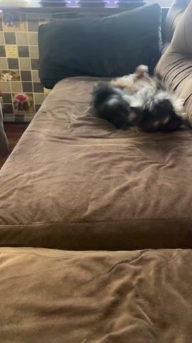 A small Yorkie dog is shown rolling and wiggling on its back on a brown couch. The couch has a large black pillow and a person sitting near the edge of it. The dog flips around on the couch then gets up, shakes itself, and walks a few steps. The background includes a tiled wall and a glimpse of a window.