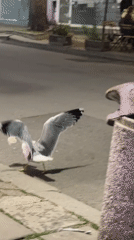 Evening wildlife and cityscape documented across Burgas, Bulgaria