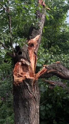 A damaged tree with a large split in its trunk. The wood is exposed and appears to be a reddish-brown color. Several branches are broken. The tree is surrounded by green foliage, suggesting it is outdoors and likely in a park or garden. The lighting is overcast, indicating it may be a cloudy day. There are no people or animals visible in the video.