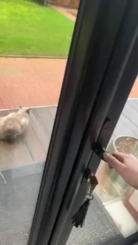 A person opens a black-framed glass door revealing a wooden deck outside. A light gray cat is standing on the deck, looking toward the person. The person is standing just inside the doorway and makes clicking noises toward the cat. The cat remains still and continues to look at the person. A finger is then pointed towards the cat. A red car is parked on the brick driveway beyond the deck. A green lawn borders the driveway. A round green ceramic pot containing a small tree is also on the deck.