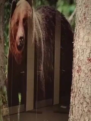 A stationary, medium-shot video shows a large, brown bear standing behind a row of vertical, gray bars. The bear is facing forward, with its head slightly tilted down and its eyes looking directly at the camera. The background is a blurred forest scene. To the right of the frame, a tree trunk is partially visible, with red markings on its bark. The lighting appears to be artificial, casting shadows on the bear and the ground.