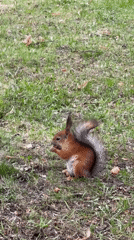 Red squirrel forages on grass patch during afternoon