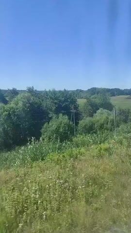 The video captures a view from a moving vehicle, likely a train or car, looking out at a landscape under a clear blue sky. The foreground is dominated by green foliage and tall grass, suggesting a rural or natural setting. As the view pans, a line of trees comes into focus, with some appearing taller and denser than others. In one segment, a wooden utility pole with wires is visible amongst the trees. The movement of the vehicle creates a slight blur, emphasizing the transient nature of the view. The overall impression is of a journey through a verdant, sunlit countryside.