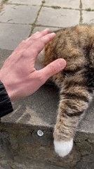 Tabby cat enjoys pets from strangers in Kingisepp plaza