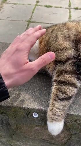 Tabby cat enjoys pets from strangers in Kingisepp plaza