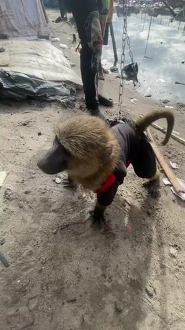 A baboon on a chain wearing a black and red shirt is standing on a sandy surface with some trash scattered around. A hand reaches out to hold the baboon's hand. Behind the baboon are several people and a body of water reflecting the sky.