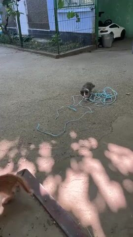 A kitten is playing with a tangled blue rope in a courtyard. The kitten is gray and white, and it is biting the rope. The rope is spread out on the ground in a messy pile. In the background, there is a white toy car, a fence, and a building. The ground is paved with asphalt.