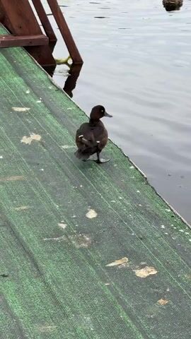 A dark brown duck with white markings on its wings stands on a green-covered ramp that slopes down to a body of water. The duck preens by tucking its head under its wing and then stretches its wings open briefly before returning to a resting position. Two other ducks swim in the water behind the first duck. A wooden structure, possibly part of a dock or pier, is visible on the left side of the frame.