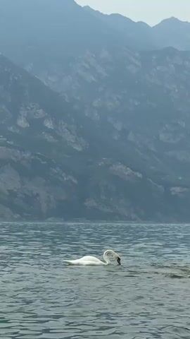A white swan swims in the water of a lake. The swan is in the center of the frame. In the background, there are misty mountains. The water is choppy.