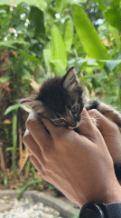 Small kitten observed outdoors in North Kuta, Indonesia