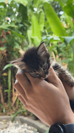 Small kitten observed outdoors in North Kuta, Indonesia