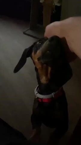 A low-angle, close-up shot shows a dachshund puppy being petted by a person's hand. The puppy has black and tan fur and is wearing a red and white collar. The puppy is looking up at the person with its mouth slightly open. The background is dark and out of focus, suggesting an indoor setting. The person's hand is gently stroking the puppy's head.