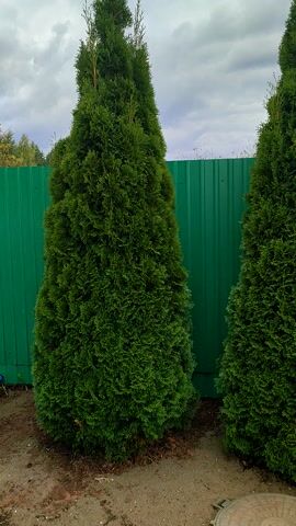 The video shows a close-up, sideways view of two tall, dark green, coniferous trees. The trees are shaped like cones and appear to be dense and well-maintained. Behind the trees, there is a bright green metal fence. The sky above is cloudy and overcast. The ground is covered in loose dirt and some dried leaves. The video is short and shows no people or action.