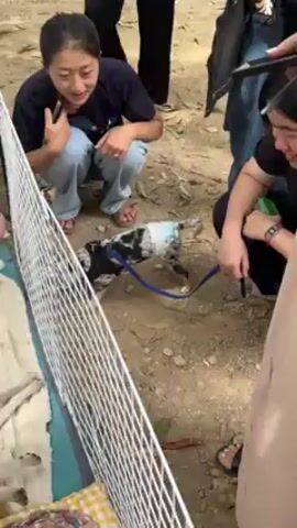 The video shows a speckled dog wearing a diaper, being held on a blue leash by someone wearing dark pants and black shoes. The dog is standing on dirt ground with rocks and leaves. Someone wearing light blue jeans and sandals is also present.  A wire fence is in the foreground.