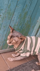Sphynx cat in a striped sweater explores a Belarusian backyard
