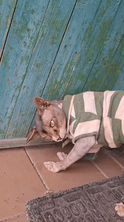 Sphynx cat in a striped sweater explores a Belarusian backyard