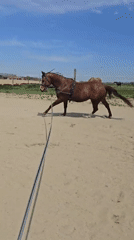 Horse training session observed in Belgian outdoor arena