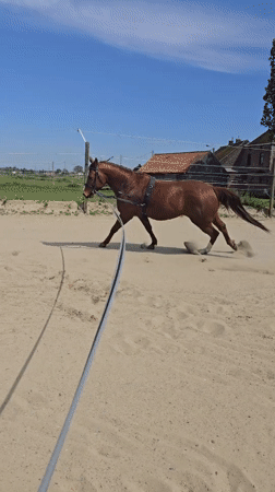 Horse training session observed in Belgian outdoor arena