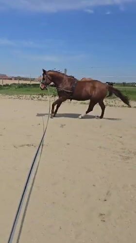 Horse training session observed in Belgian outdoor arena