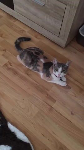 A cat lies on a wooden floor, facing forward. It has white, gray, and tan fur. It wears a pink collar with a silver bell. The cat yawns, opening its mouth wide, then closes it. The cat looks around. Behind the cat is a light-colored wooden cabinet.