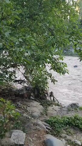 A video shows a muddy river flowing past a bank covered in rocks and vegetation. Lush green trees with large leaves overhang the river and the bank. Sunlight filters through the leaves and reflects off the water. Some debris is visible on the riverbank. The water appears to be flowing quickly.