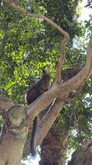 Lemur spotted in tree in Valencia, Spain