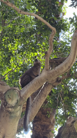 Lemur spotted in tree in Valencia, Spain